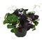 Double the Luck Shamrocks - Two in One - Green & Purple Oxalis - 6" Pot